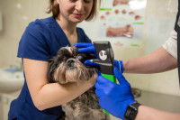 Une vétérinaire observe l'oeil d'un chien avec un tonomètre
