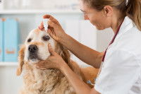 Une vétérinaire met des gouttes dans l'oeil d'un Golden Retriever