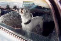 Un petit chien hurle dans une voiture