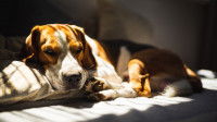 Un Beagle dépressif allongé sur un lit