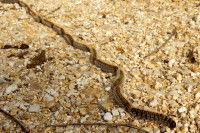 Une file de chenilles processionnaire rampant au sol