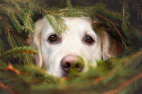 Un chien dissimulé dans un sapin
