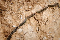 Des chenilles processionnaires marchent sur de la terre sèche