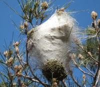 Gros nid de chenilles processionnaires