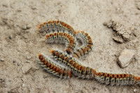 Des processionnaires marchent sur le sol