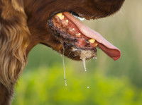 Un chien bave beaucoup