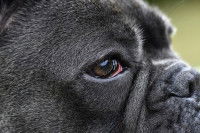 Un chien noir a les yeux rouges et irrités