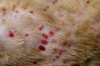 La peau d'un chien avec des petits boutons rouges à cause d'une piqûre