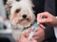 Un chien recevant une injection