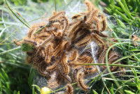 Plusieurs chenilles réunies autour d'une ponte d'oeufs