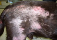 Les symptômes de la cheyletiellose chez le chien