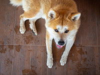 Un Shiba Inu laisse des traces de transpiration sur le sol