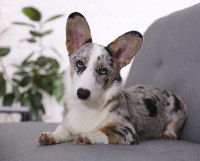 Un Welsh Corgi Pembroke merle allongé sur un canapé