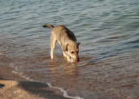 Un chiot marche dans la mer