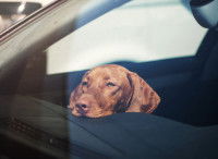 Un chien enfermé dans une voiture au soleil