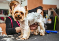 Une toiletteuse professionnelle tond le pelage d'un Yorkshire