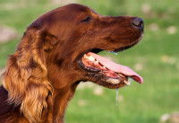 Un chien halète et bave à cause de la chaleur