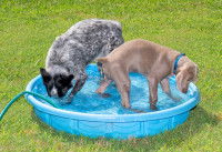 Deux chiens barbottent dans une piscine gonflable en été