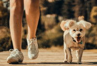Une femme et son petit chien blanc font une promenade en été