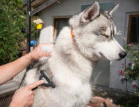 Une femme brosse son Husky pendant l'été