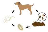 Schéma montrant le cycle de vie des vers parasites