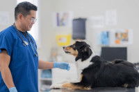 Un vétérinaire examine un chien malade