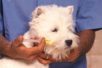 Un vétérinaire administre un vermifuge à un petit chien avec une pipette