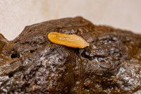 Un anneau de ténia dans une crotte de chien