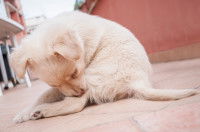 Un jeune chiot se mordille la patte