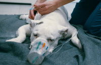 Un vétérinaire place un chien sous oxygène