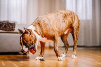 Un Pitbull tousse et vomit dans le salon