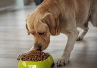 Un gros chien Labrador devant une gamelle de croquettes