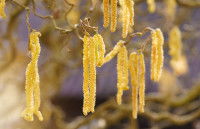 Du pollen produit par un noisetier au printemps