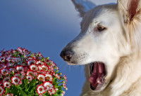 Un chien blanc effrayé par un bouquet de fleurs