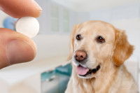 Une femme donne un cachet à un Labrador