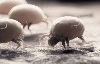 Vue microscopique d'acariens sur le sol