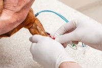 Un vétérinaire fait une prise de sang à un chien