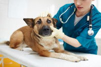 Une femme vétérinaire examine un chien malade