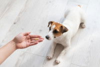 Une femme donne un médicament à un Jack Russell
