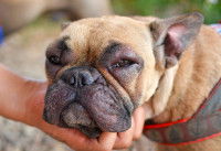 Un French Bulldog avec le visage gonflé à cause d'une piqûre d'insecte