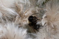 Une grosse abeille s'est prise dans le pelage d'un chien
