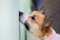 Un chien Corgi renifle une guêpe posée sur un mur