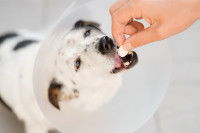 Une femme donne un médicament à un chien doté d'une collerette