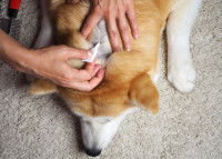 Une femme traite un Akita Inu avec une pipette antipuces