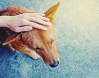 Protéger et s’occuper de son chien aveugle