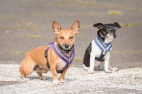 Les interactions entre un chien aveugle et des personnes ou animaux extérieurs au foyer