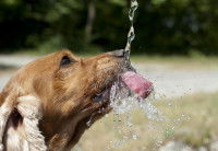 Un chien marron boit de l'eau à une fontaine
