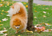 Un chien Pomeranian fait pipi sur le tronc d'un arbre