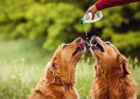 Un homme donne de l'eau à deux chiens Golden Retrievers