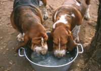 Deux chiens de chasse boit dans une bassine en métal